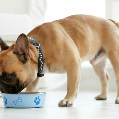 4 Simple and Healthy Dog Food Recipes