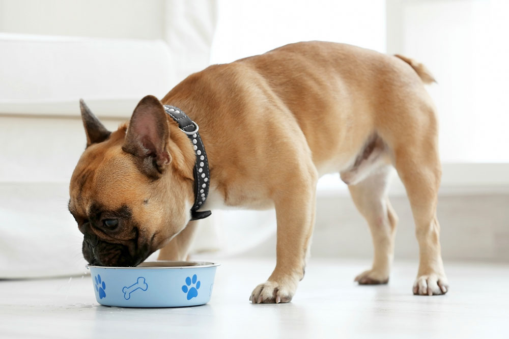 4 Simple and Healthy Dog Food Recipes