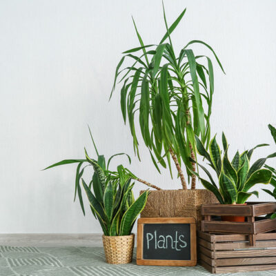 5 Houseplants to Keep Away from Cats