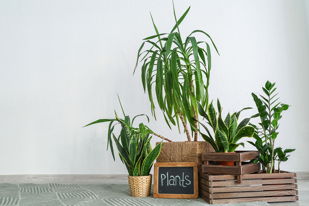 5 Houseplants to Keep Away from Cats