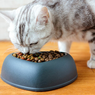 5 Safe Foods for Diabetic Cats