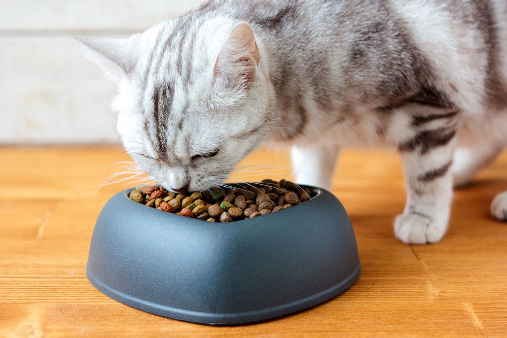 5 Safe Foods for Diabetic Cats