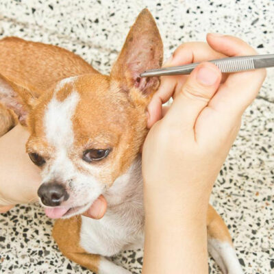 Fight Dog Fleas with These Effective Natural Remedies