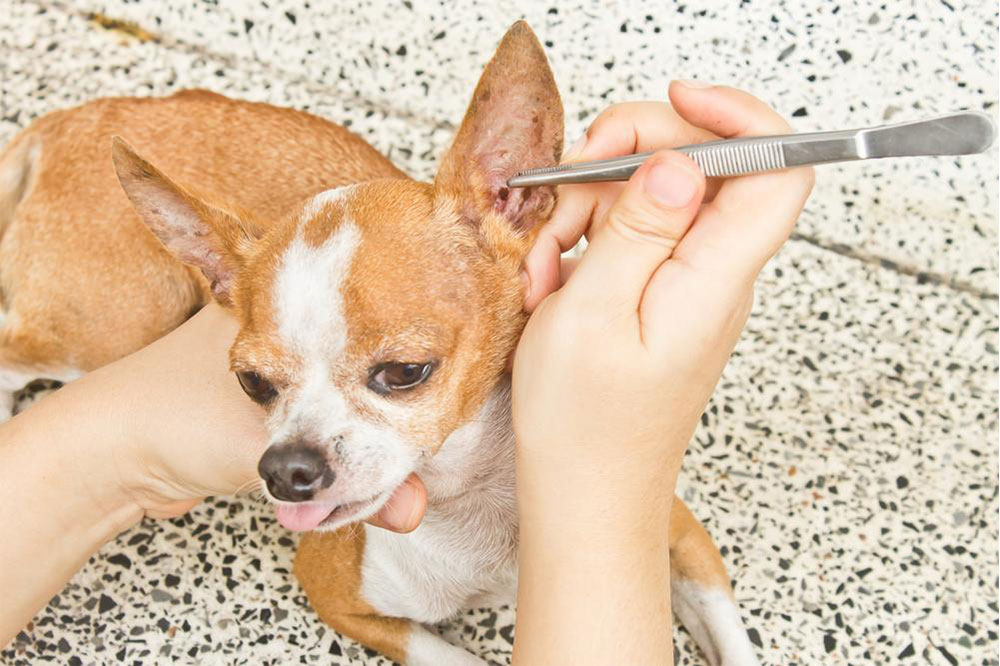 Fight Dog Fleas with These Effective Natural Remedies