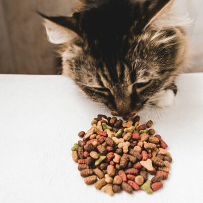 The Top 6 Healthy Cat Treats