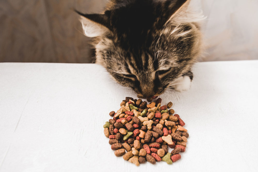 The Top 6 Healthy Cat Treats